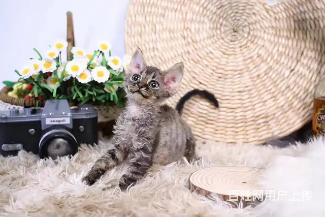 哪里有卷毛猫卖的 双血统卷毛猫多少钱 - 图片 2