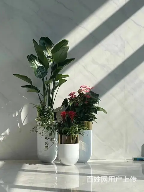 中山租花公司,中山绿植租摆公司 - 图片 2