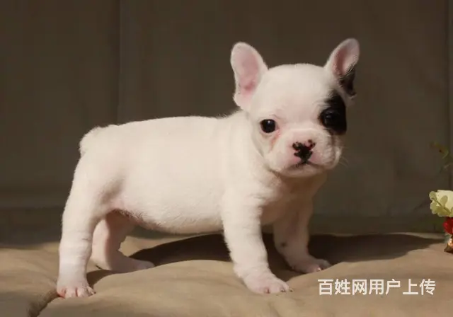 出售高品质法国斗牛犬 终身售后送货 - 图片 6
