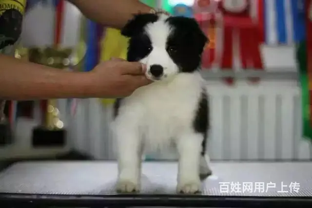 辽阳卖边牧的养殖场，养殖场边牧一般卖多少钱 - 图片 11