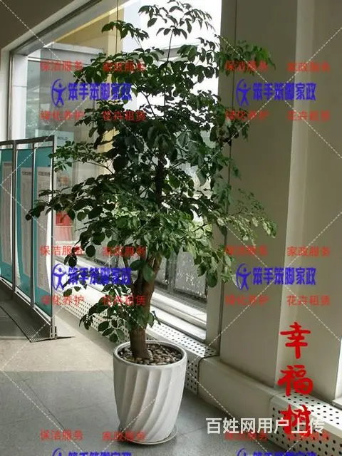厦门绿植租赁的优势 - 图片 1
