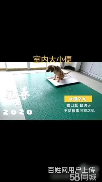 湖州训犬训狗学校，改正狗狗坏习惯，科目训练 - 图片 2