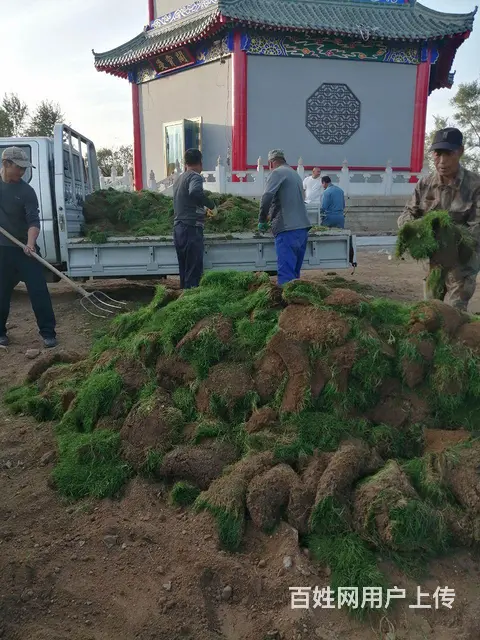 抚顺免修剪草坪花卉果树基地 - 图片 7