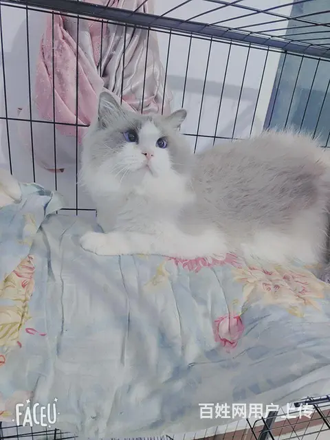 布偶猫 - 图片 4