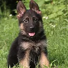 枣庄德牧犬舍基地常年出售纯种德牧双血德牧幼犬