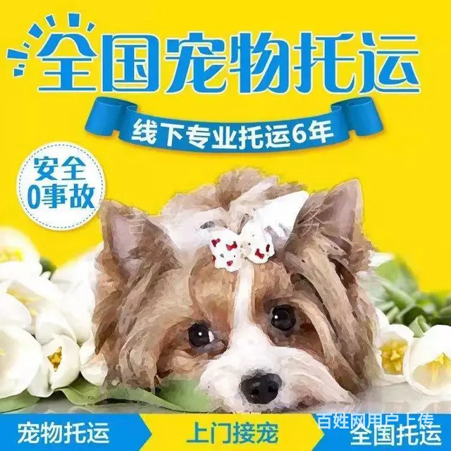 自贡荣县宠物托运 （猫狗活体运输）宠物快递至全国 - 图片 1