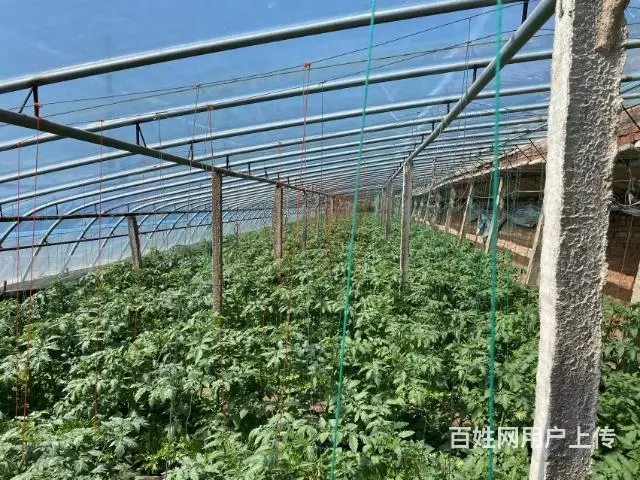 俩棚要卖 - 图片 2