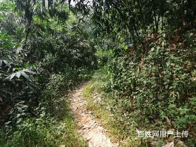 揭东万竹园后面空地出租 - 图片 4