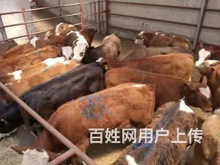 青口母牛过称多少钱销售 - 图片 5