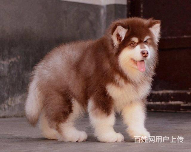 熊版巨型阿拉斯加幼犬 純種賽系阿拉斯加犬多少錢的圖片