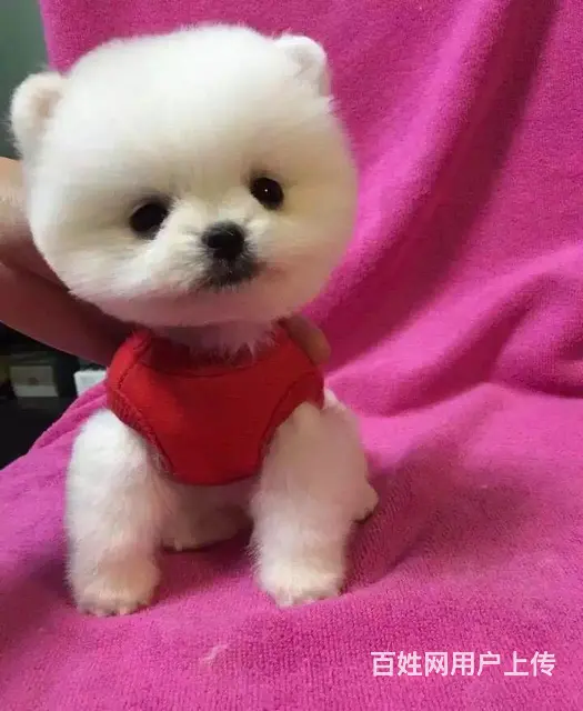 广州博美犬一只多少钱 实体犬舍 自家繁殖保健康 - 图片 2