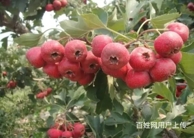出售大量纯绿色山楂 - 图片 4