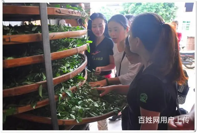 天晟茶艺培训学校招生简章 - 图片 10