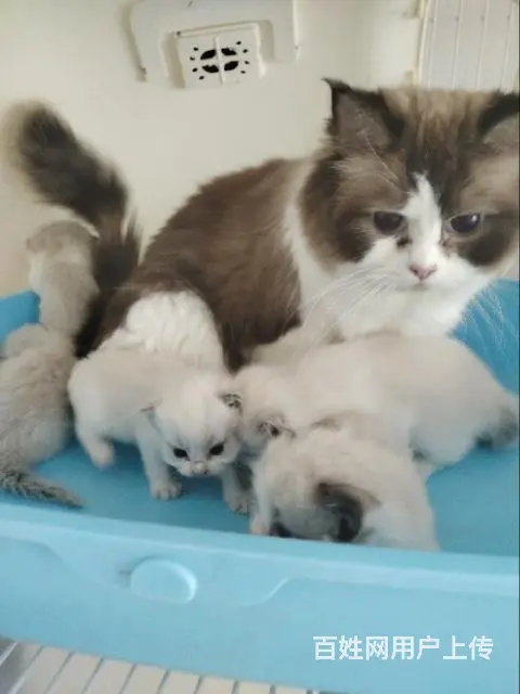 自家猫舍小奶猫 - 图片 5