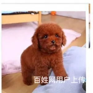 承德泰迪怎么卖 泰迪价格 茶杯犬泰迪 - 图片 12