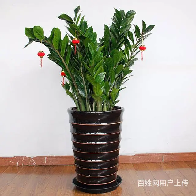 兰花，金钱树，发财树，办公室小盆栽销售 - 图片 7
