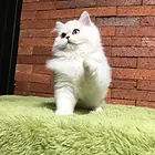 嘉兴纯种金吉拉猫舍 正规猫舍家庭式繁育