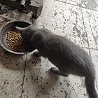 蓝猫幼崽