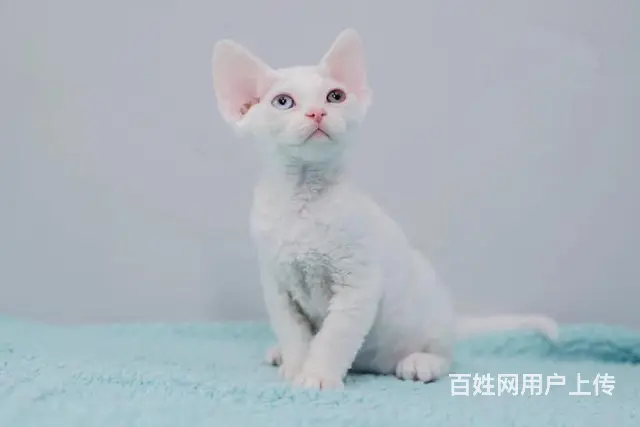 哪里有德文卷毛猫卖的 德文好养吗 疫苗齐全包健康 - 图片 3