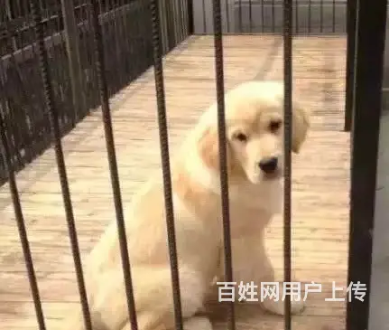 宿迁附近买只金毛哪里有卖 一般金毛多少钱 - 图片 5