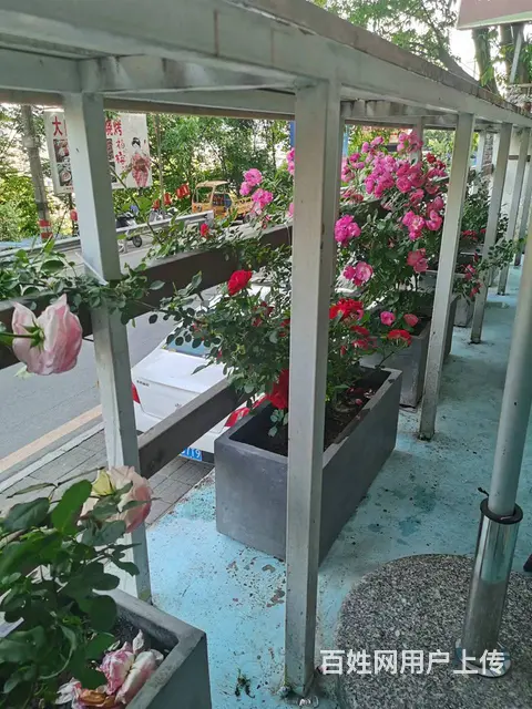 （达州铺源网）市内凤凰山300㎡农家乐转让 - 图片 2