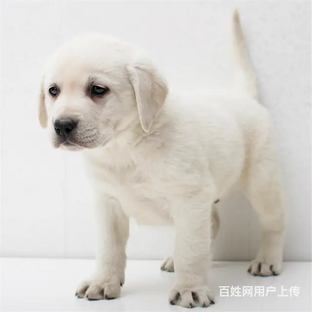天门拉布拉多幼崽哪里买多少钱一只，知道吗？ - 图片 1