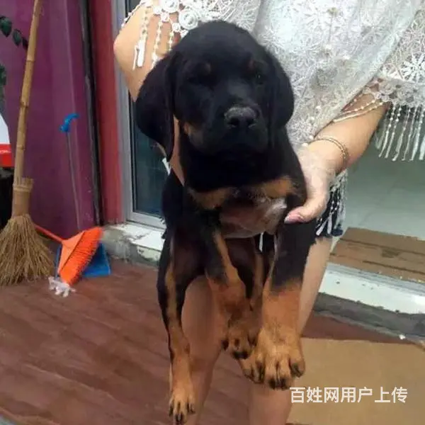 辽阳比较靠谱的卖罗威纳的地方联系方式 - 图片 12