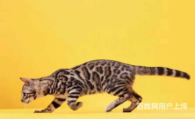 哪里有卖孟加拉豹猫的 玫瑰纹空心纹金豹银豹 - 图片 5