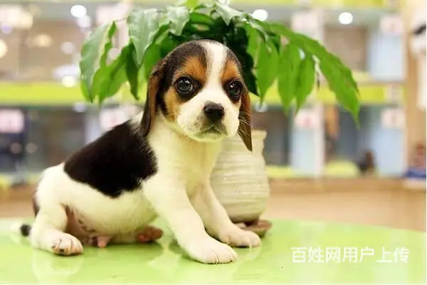 广州买狗首选推荐 正规犬舍 纯种比格犬多只待售 - 图片 8