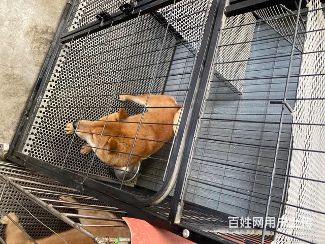 有事要外出，着急出，价格可面议 - 图片 3