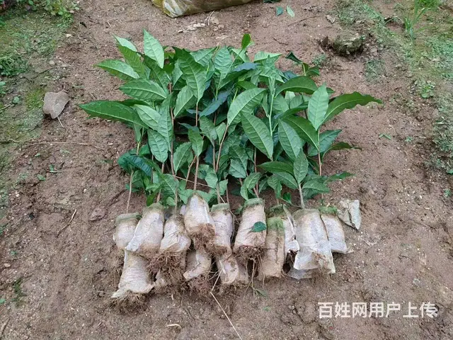 广西茶籽，六堡茶叶种籽，云南茶种，大叶茶种籽 - 图片 1