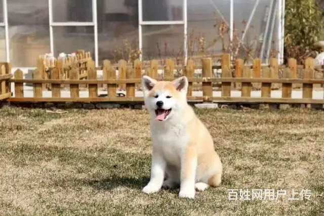 忠犬八公 纯种日系秋田幼崽 秋田幼犬 - 图片 3