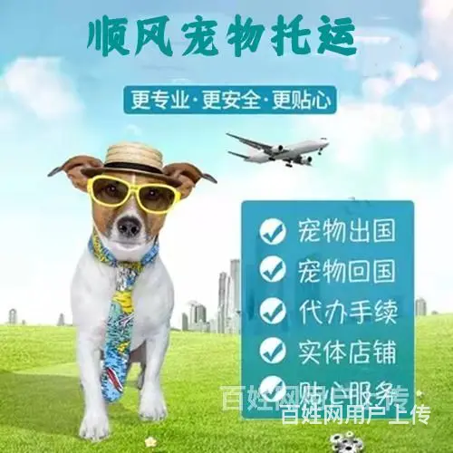 2022安宁市到全国）宠物托运（猫狗）邮寄快递（宠物活体运输 - 图片 3