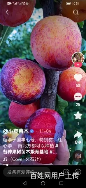【搞定了！】出售国峰7号李子树苗 - 图片 6
