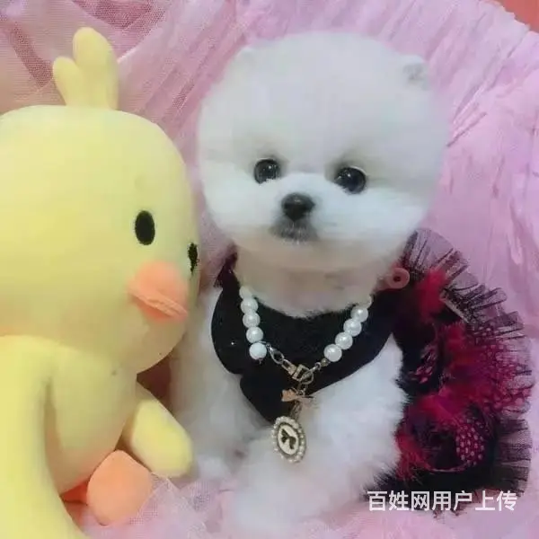 博美犬养殖基地 赛级哈多利血统博美犬 证书芯片齐全 - 图片 2