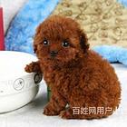 松原纯种博美价位知名博美犬舍