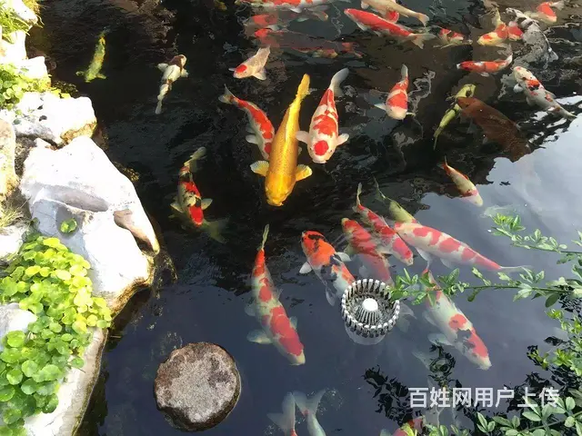苏州批发零售锦鲤鱼 - 图片 7