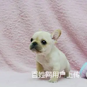承德法牛多少钱一只 法牛价格 纯种法牛 保健康 - 图片 3