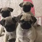 纯种巴哥多少钱一只巴哥犬好养吗 身上臭不臭巴哥价