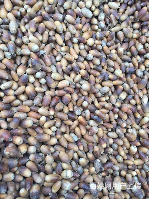 供应产地栎子干原料市场价格批发