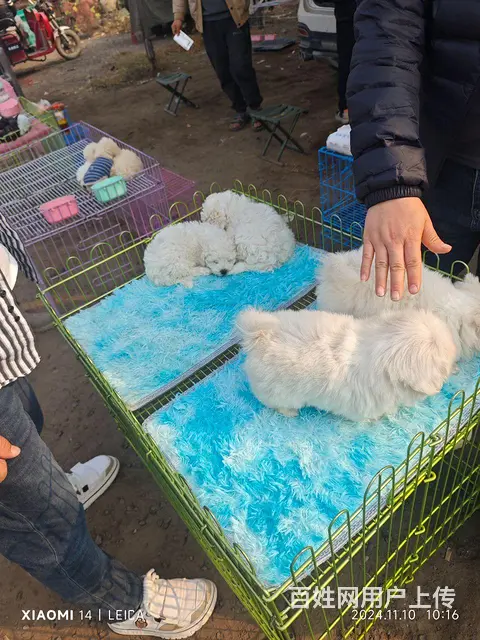 比熊犬出售 - 图片 1