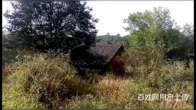 当阳市淯溪镇农村土地流程50亩林地 山地，旱地水田出租，出售 - 图片 4