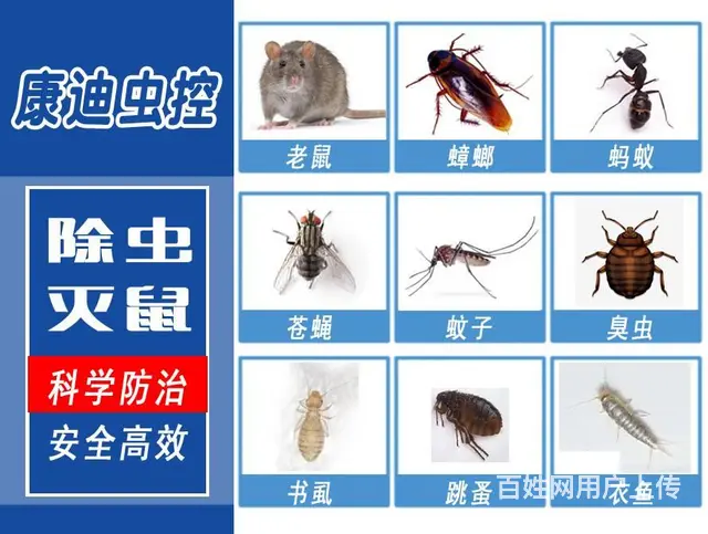 【快】99元专杀药品@快速灭鼠@灭蟑螂|除虫除蚁 - 图片 1