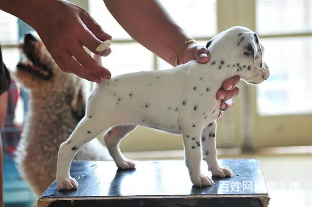 吕梁专业繁殖斑点大麦町犬 幼犬出售 疫苗做齐欢迎咨 - 图片 4