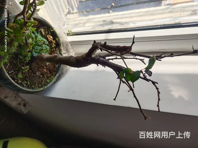 家里花太多了，有喜欢的可以电联电话联系 - 图片 3