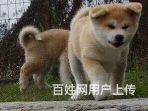 日系秋田犬 纯种秋田犬 价格不菲 非诚勿扰 - 图片 8