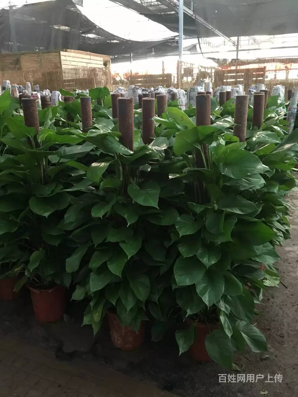 十里河花卉市场2020营业时间