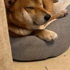 寻狗启示