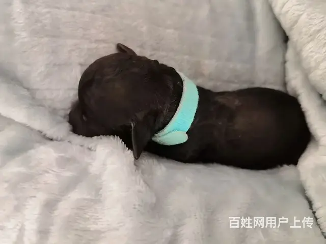 贝灵顿梗 - 图片 4