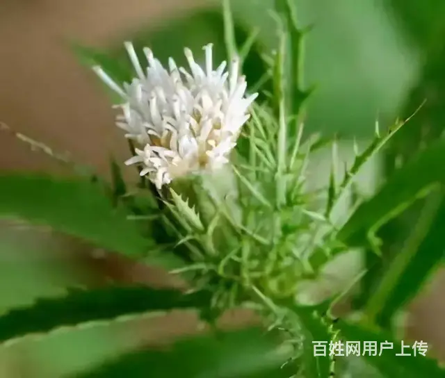 湖北百草堂苍术种植以生态模式，重构中药材产业价值链 - 图片 2
